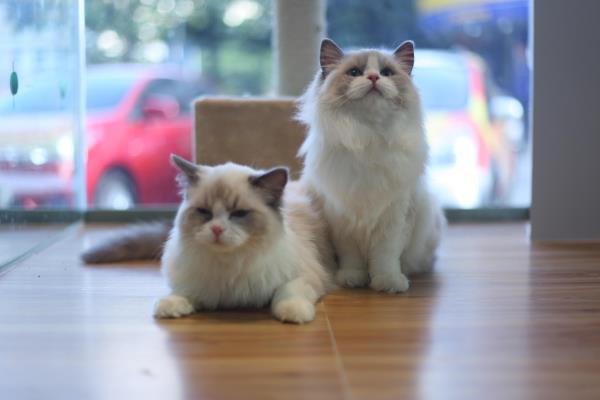 布偶猫好养吗容易生病吗.