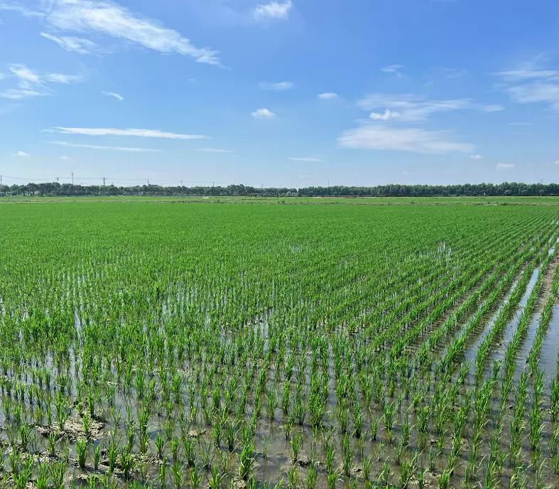 金粳818专用除草剂叫什么名字(1)