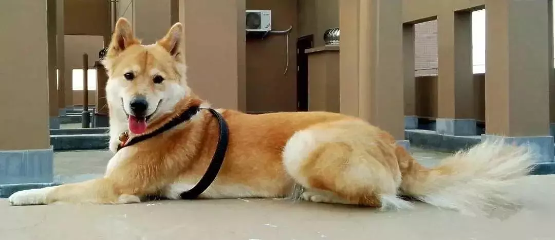 中华田园犬哪种是东亚狼(1)
