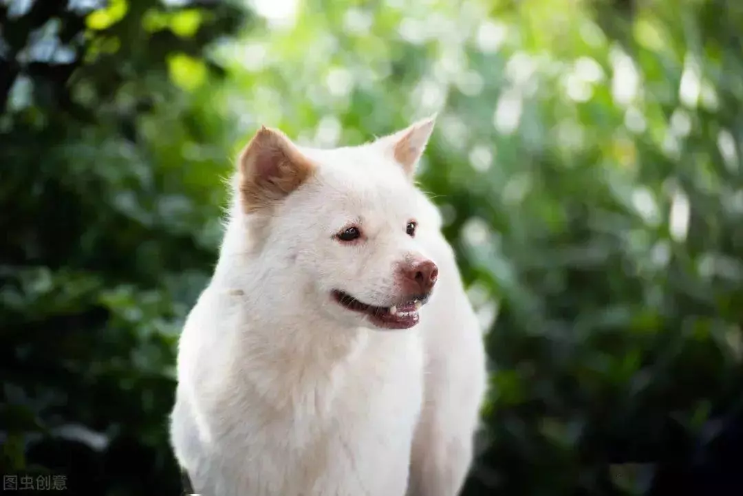 中华田园犬哪种是东亚狼(3)