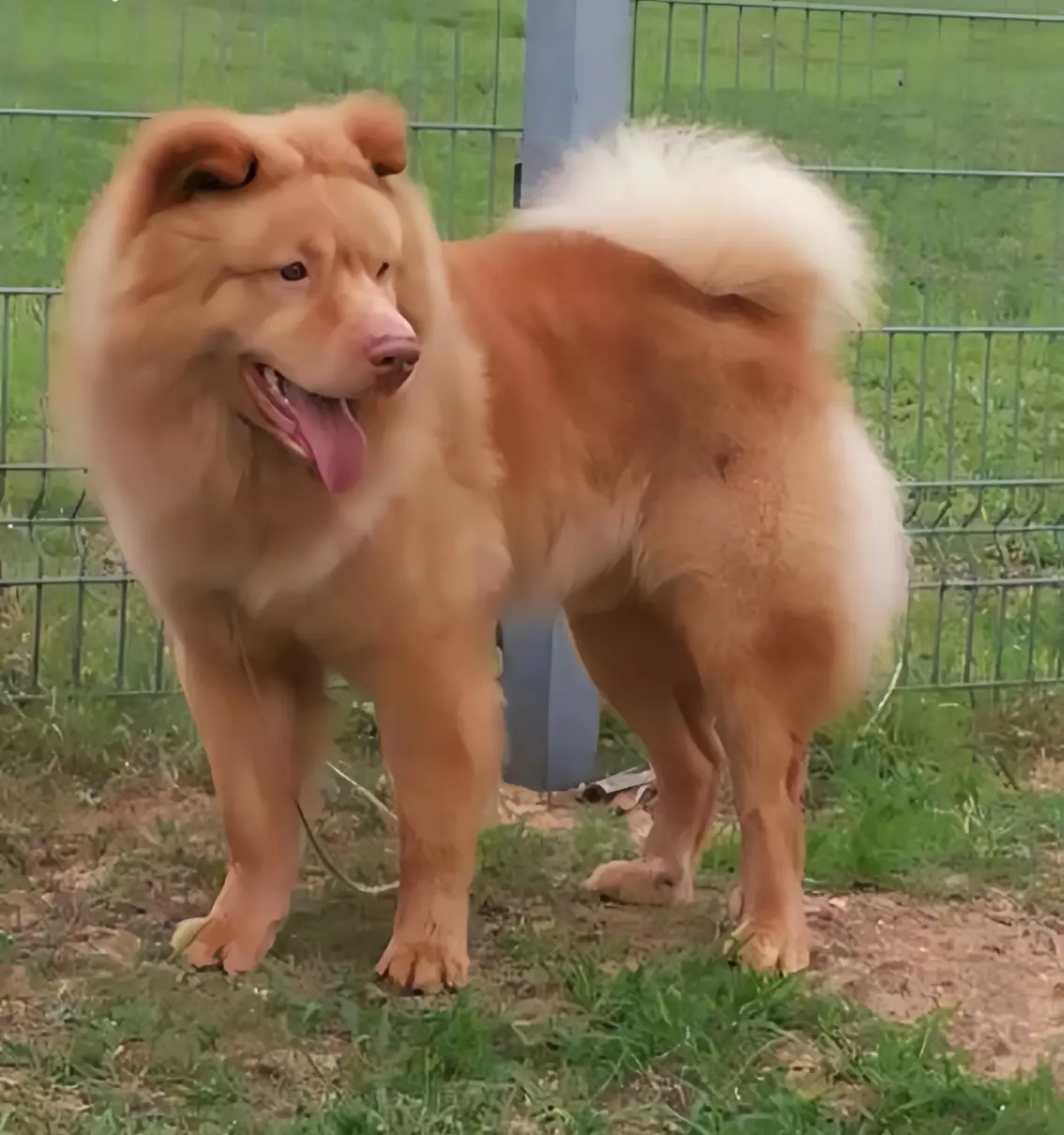 中华田园犬哪种是东亚狼(4)