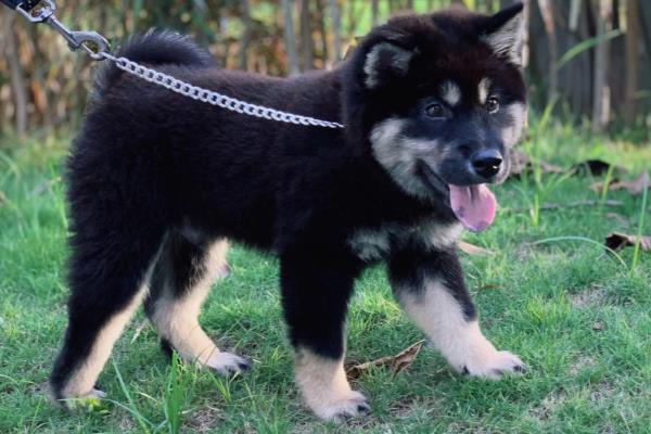 中华田园犬哪种是东亚狼.