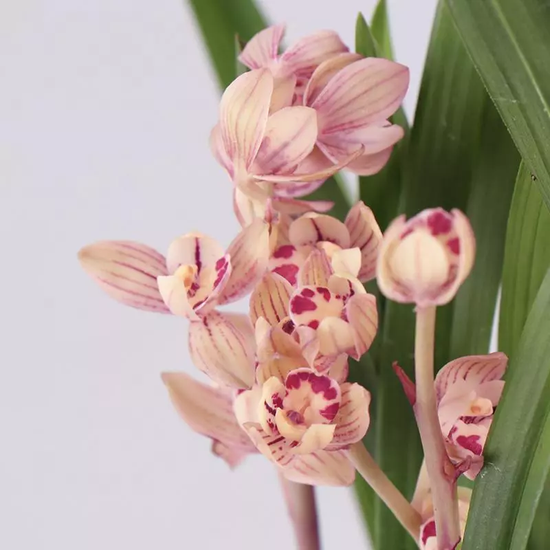 七彩玲珑兰花属于什么品种(5)
