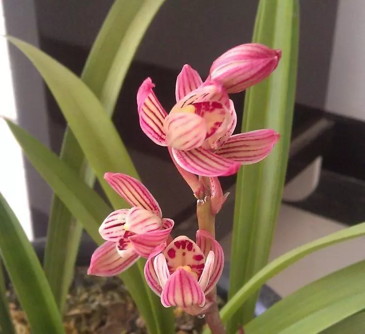 七彩玲珑兰花属于什么品种(6)