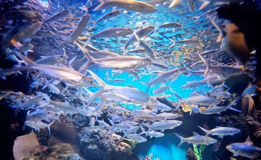 华夏文旅海洋馆门票价格(2)