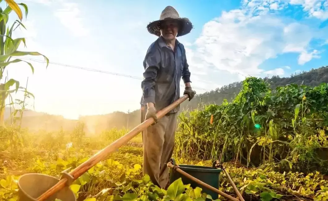 中国农民数量排名(5)