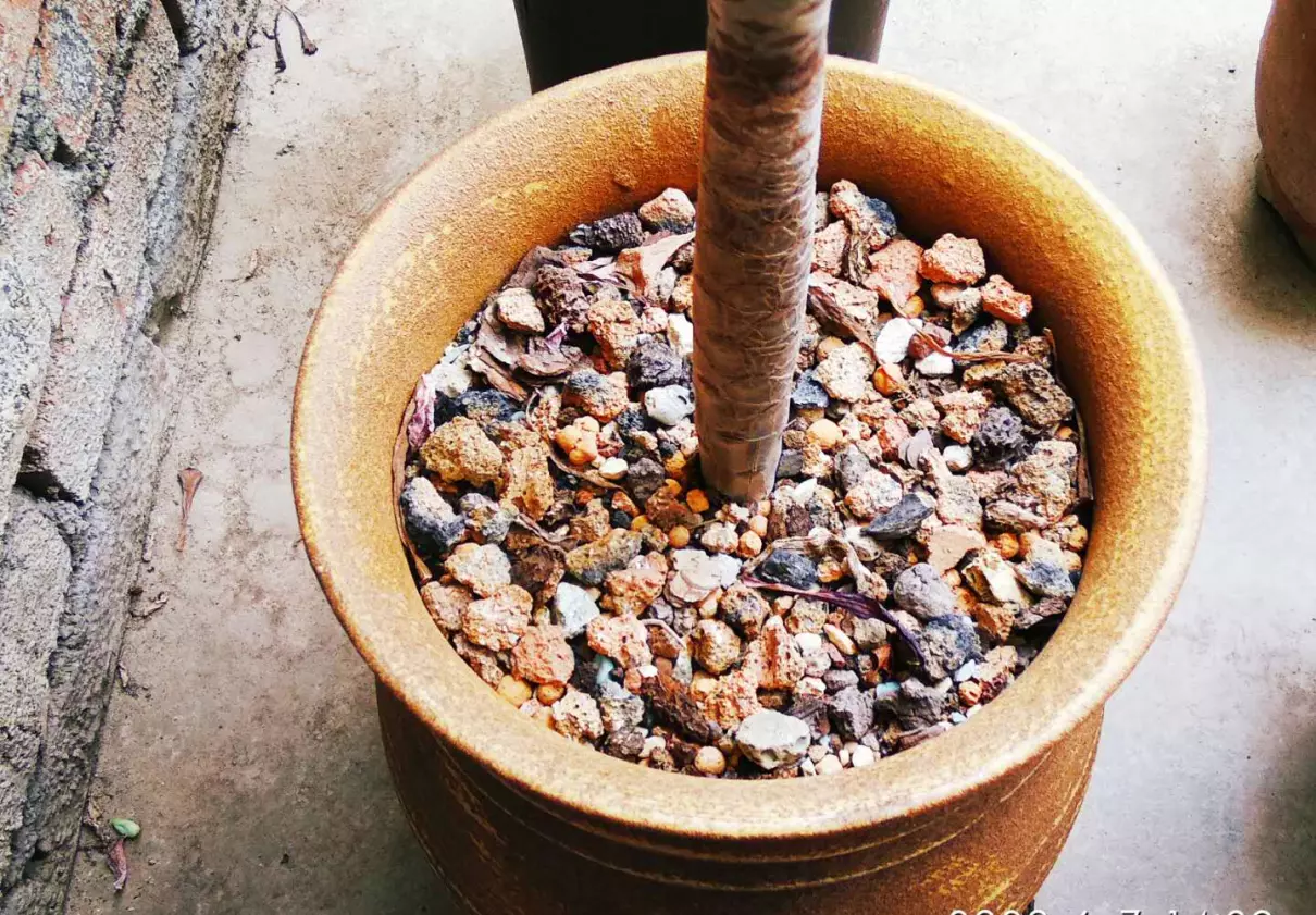 法师用高盆还是矮盆(5)