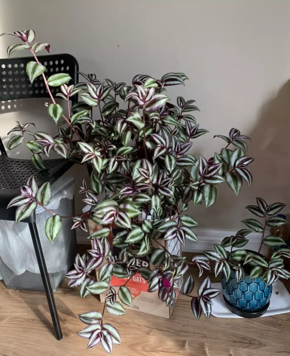 小植物有哪些品种(100)