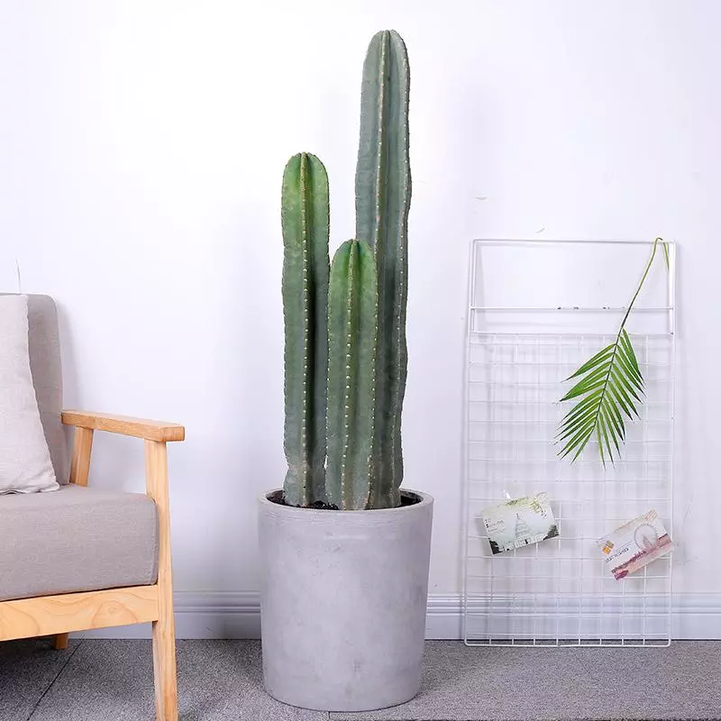 小植物有哪些品种(10)
