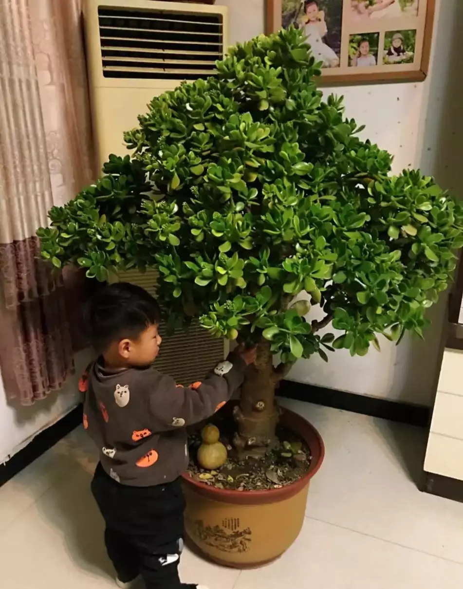小植物有哪些品种(12)