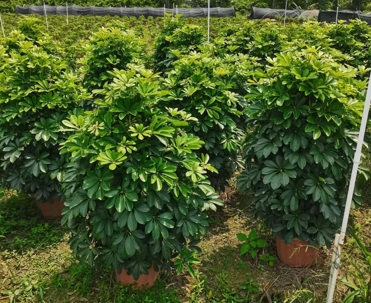 小植物有哪些品种(14)