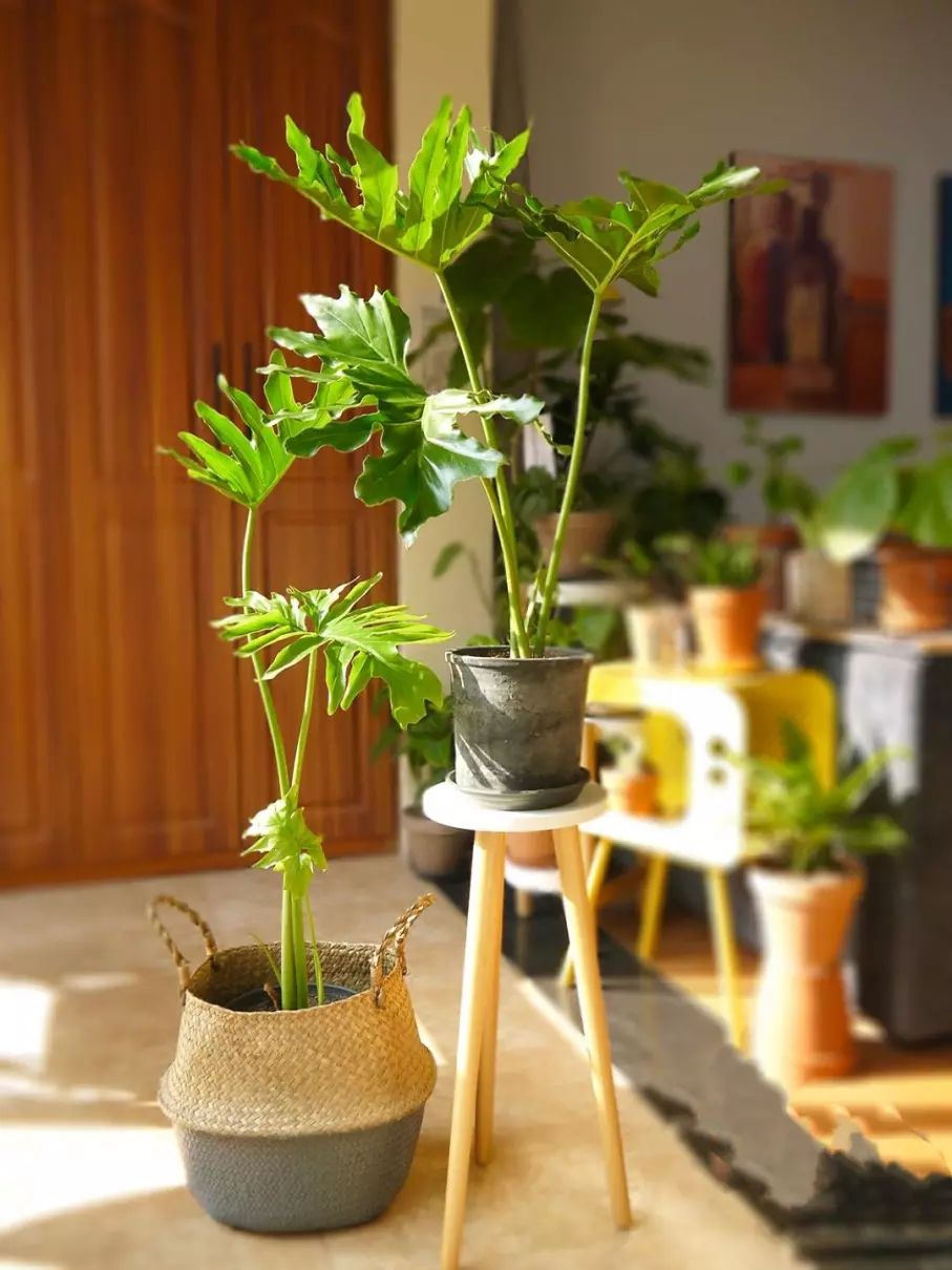 小植物有哪些品种(15)