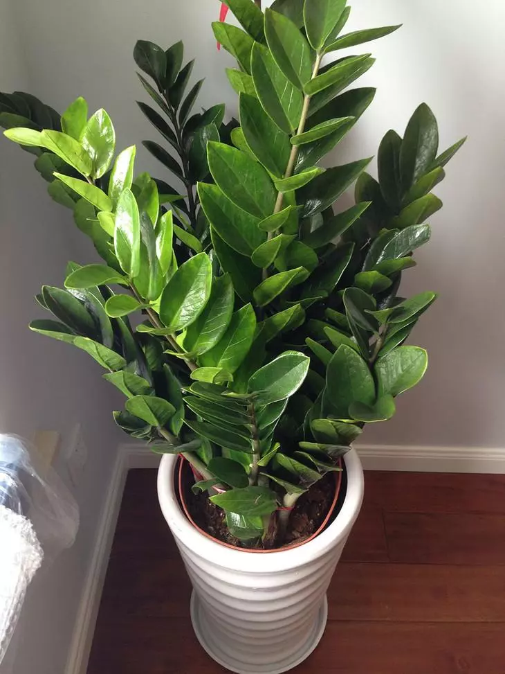 小植物有哪些品种(16)
