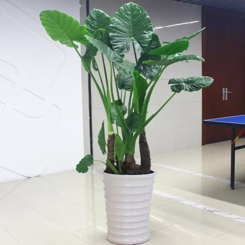 小植物有哪些品种(18)