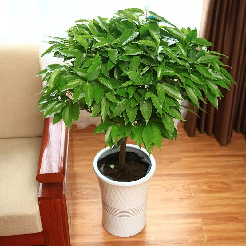 小植物有哪些品种(19)