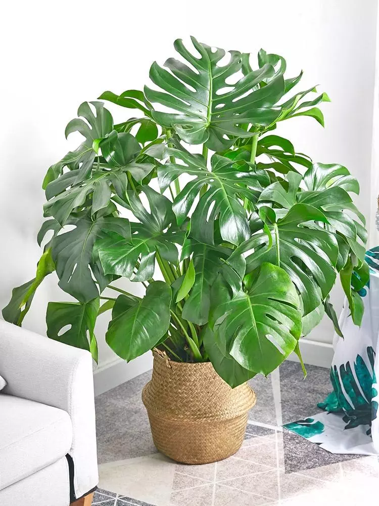 小植物有哪些品种(1)