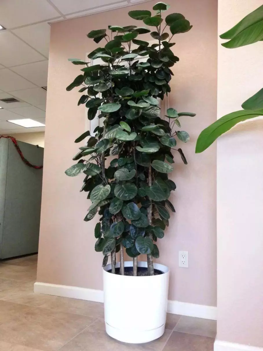 小植物有哪些品种(20)