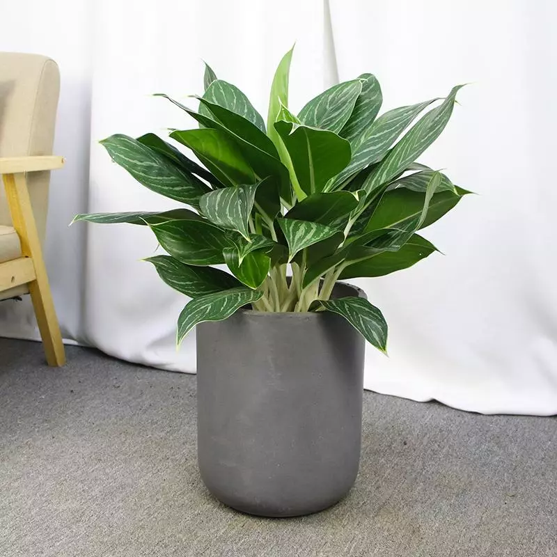 小植物有哪些品种(21)