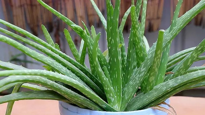 小植物有哪些品种(25)