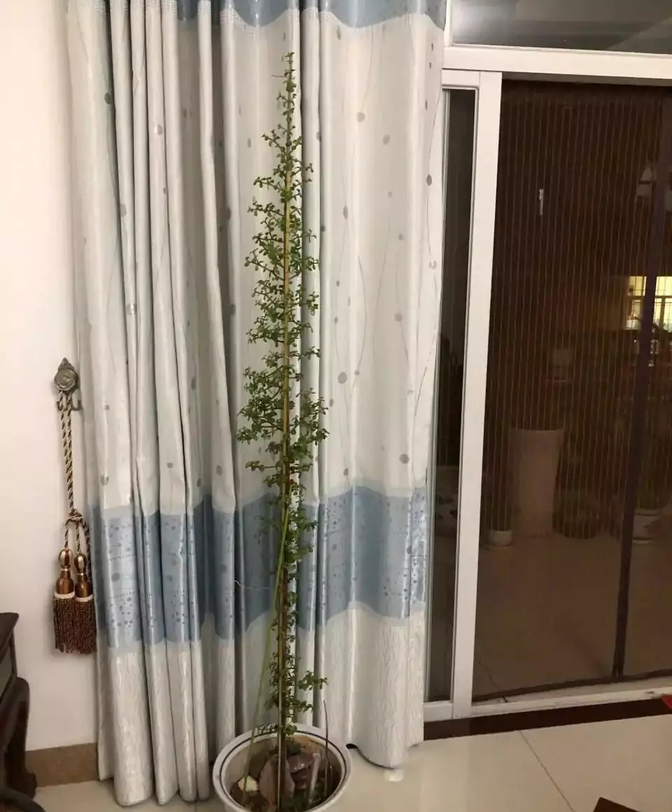 小植物有哪些品种(26)
