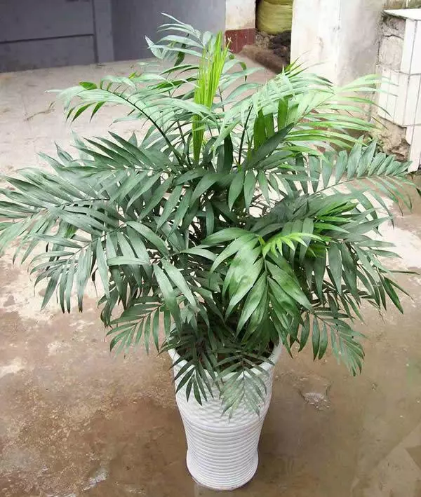 小植物有哪些品种(28)
