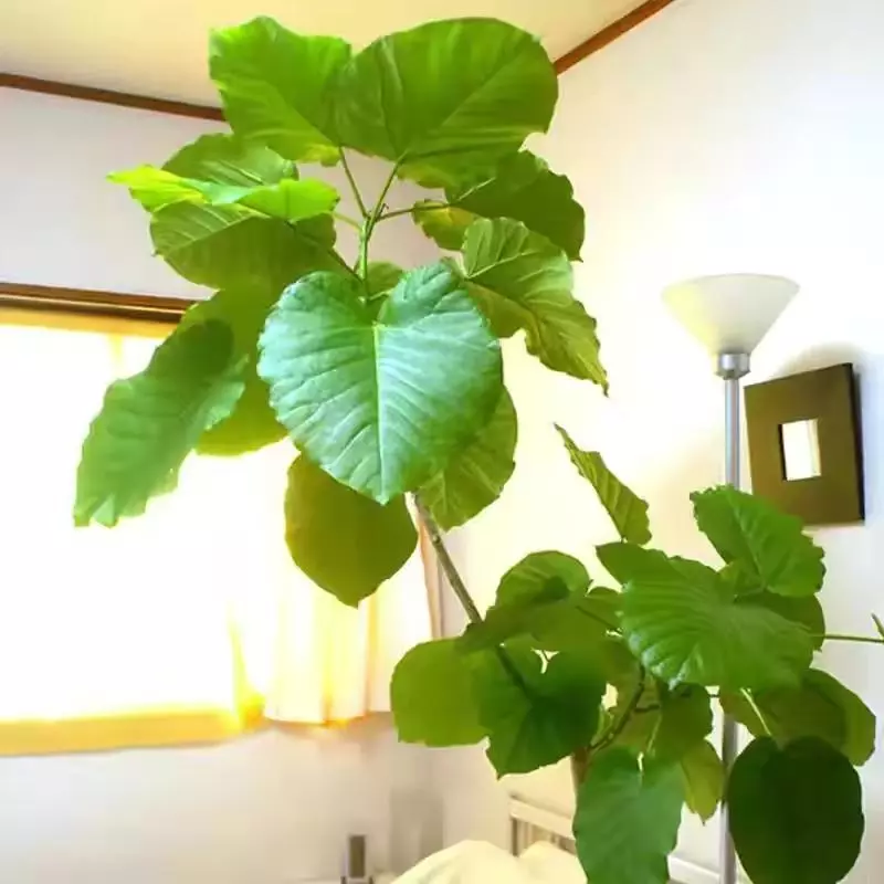 小植物有哪些品种(29)