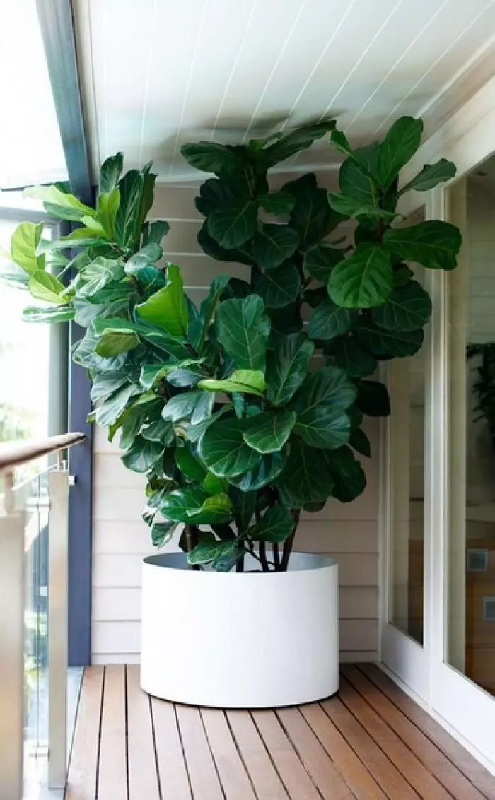 小植物有哪些品种(2)
