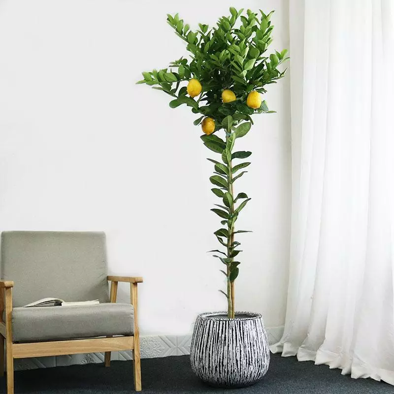 小植物有哪些品种(30)