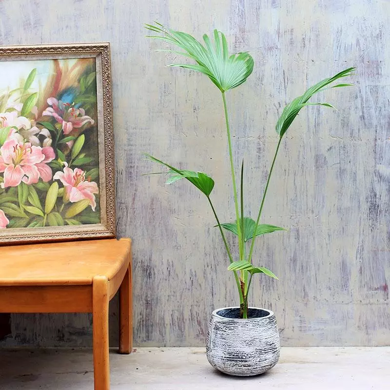 小植物有哪些品种(32)