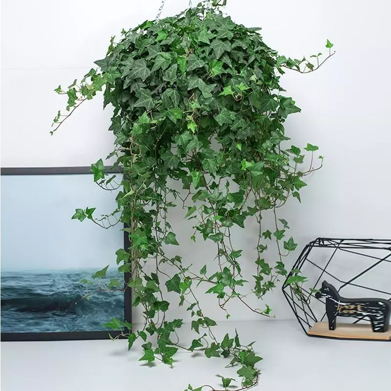 小植物有哪些品种(38)