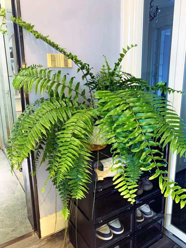 小植物有哪些品种(39)