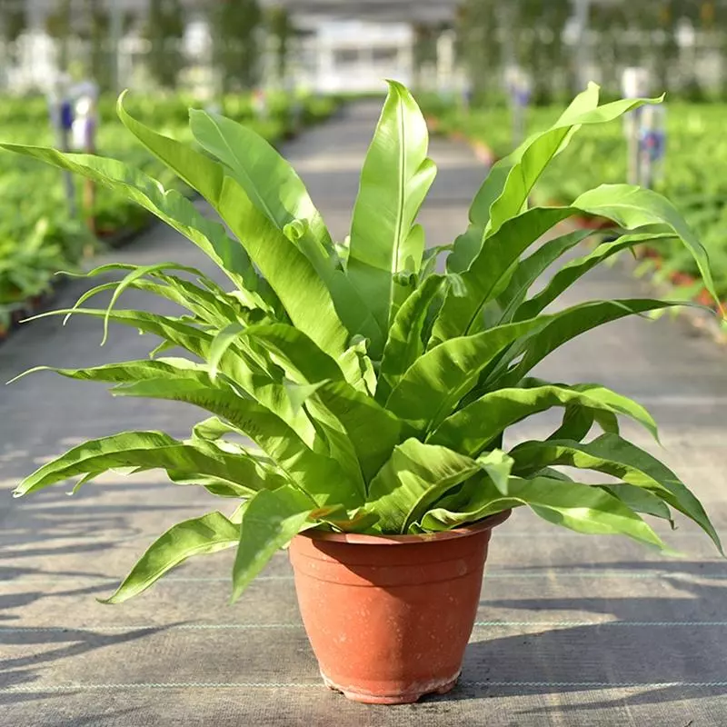 小植物有哪些品种(40)