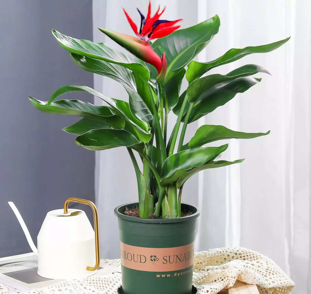 小植物有哪些品种(47)