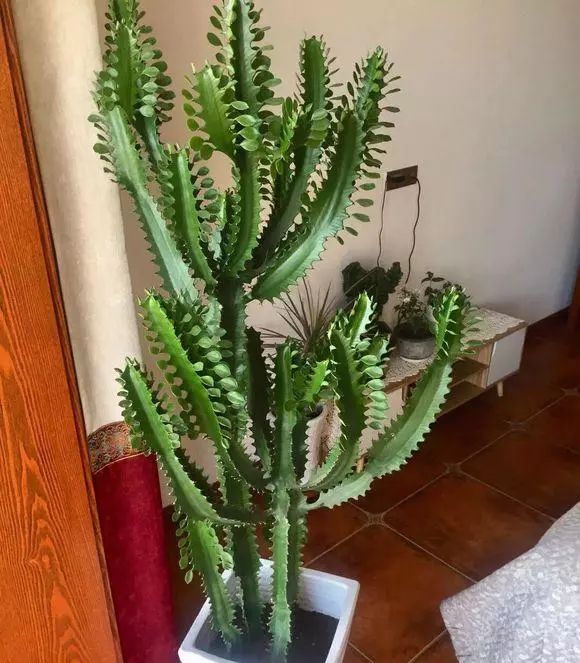 小植物有哪些品种(4)