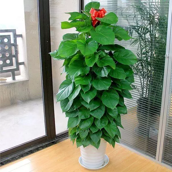小植物有哪些品种(50)