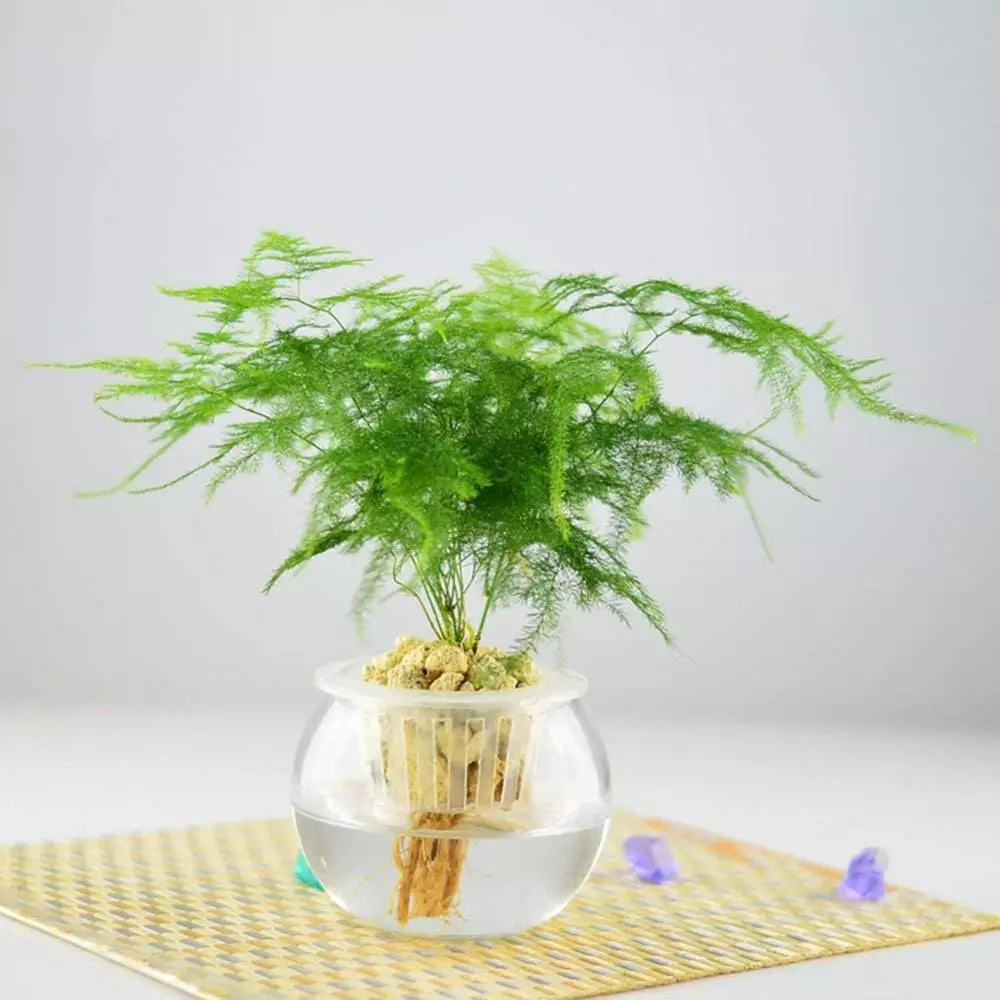 小植物有哪些品种(51)