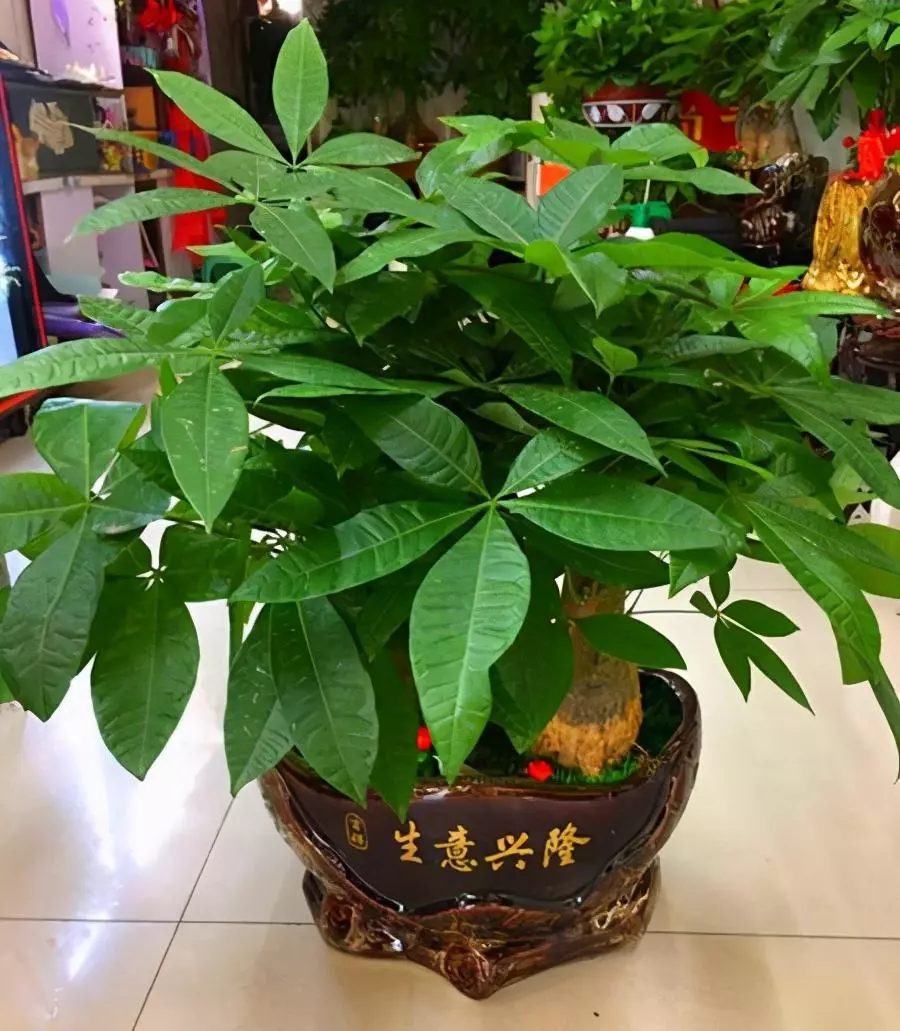 小植物有哪些品种(52)
