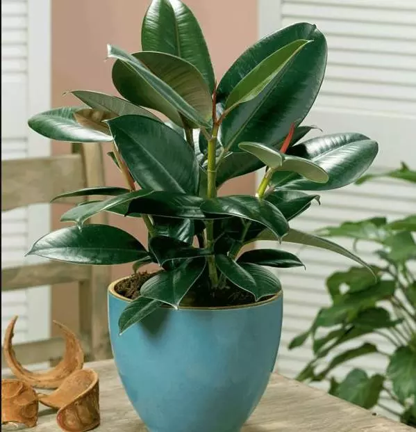 小植物有哪些品种(54)