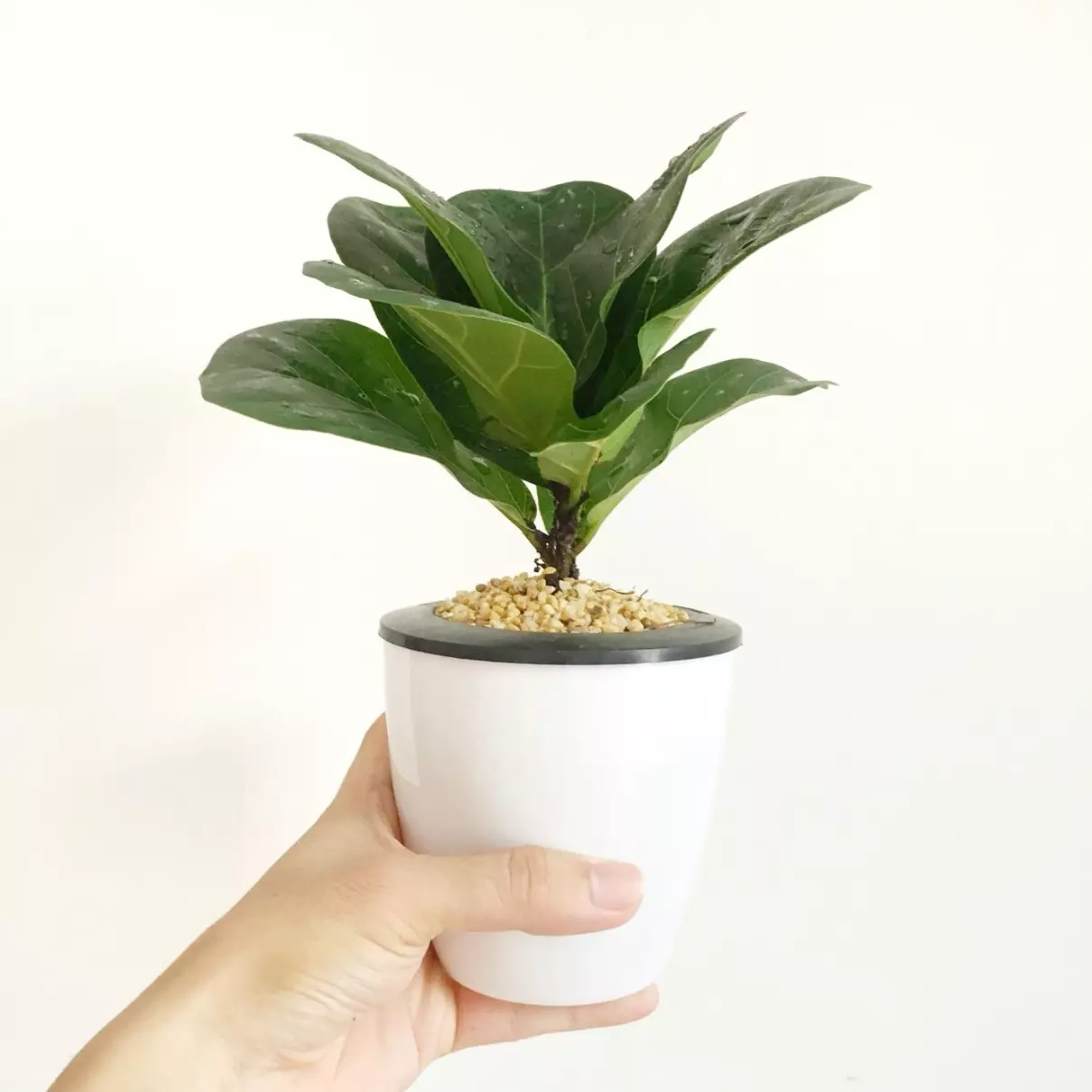 小植物有哪些品种(55)