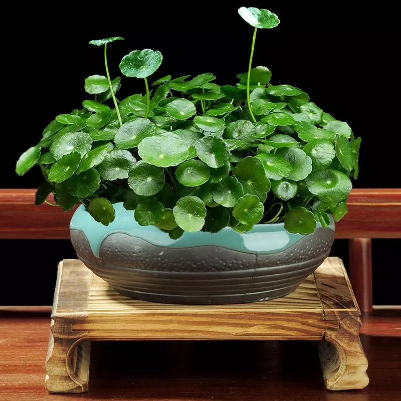 小植物有哪些品种(56)