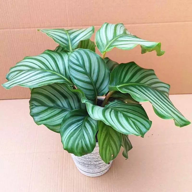 小植物有哪些品种(58)