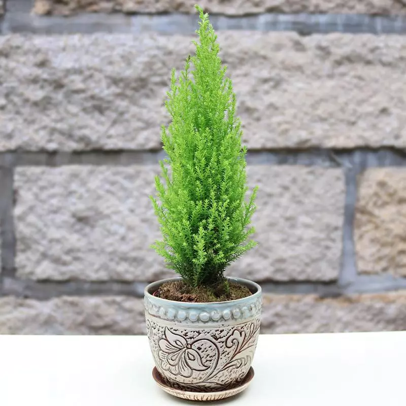 小植物有哪些品种(59)