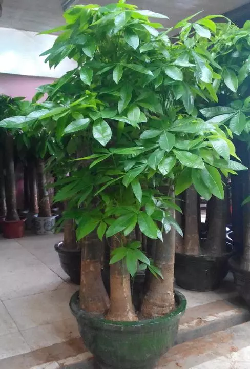 小植物有哪些品种(5)