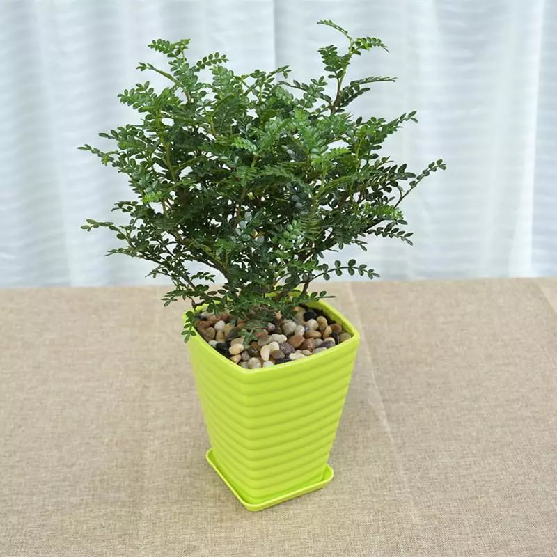 小植物有哪些品种(60)