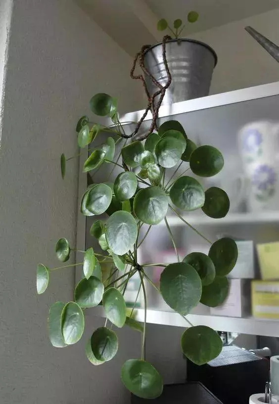 小植物有哪些品种(64)