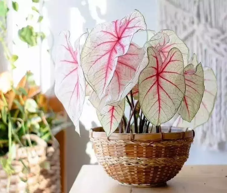 小植物有哪些品种(65)