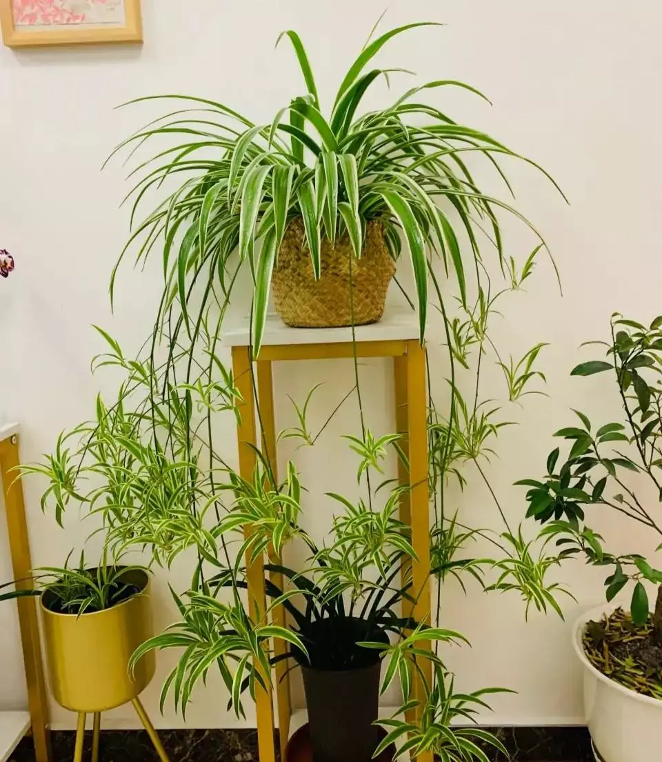 小植物有哪些品种(67)