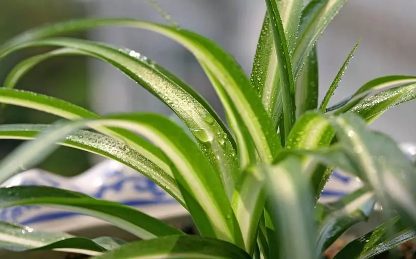 小植物有哪些品种(68)