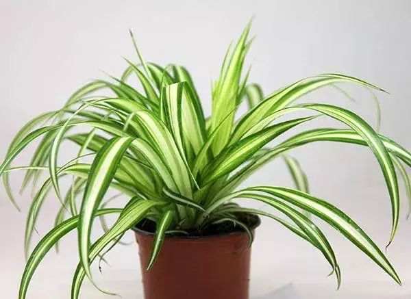 小植物有哪些品种(69)