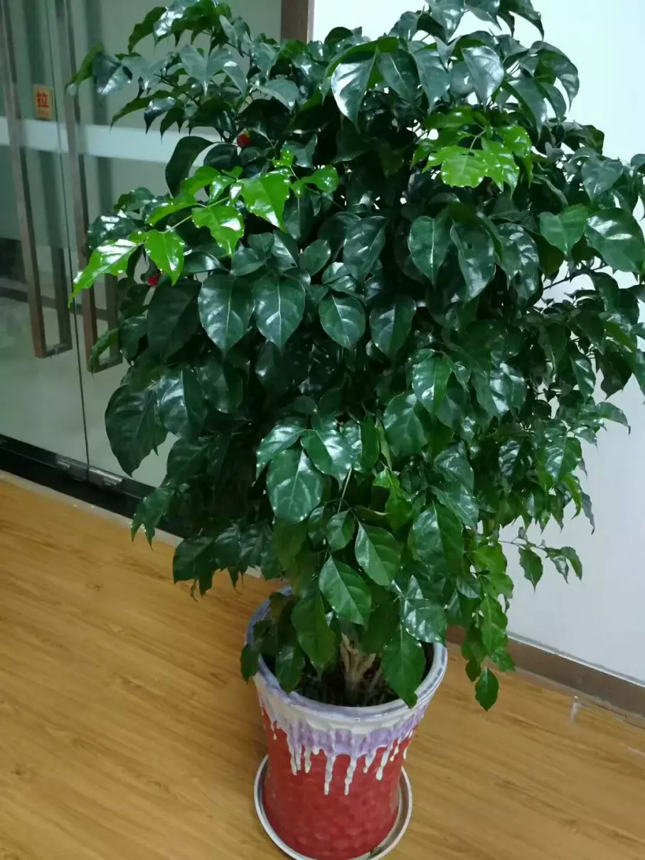 小植物有哪些品种(6)